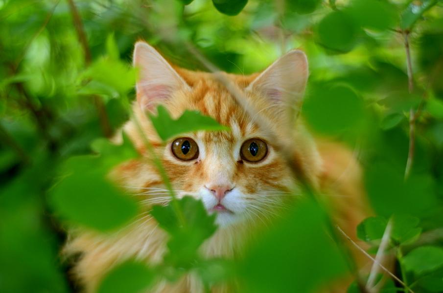 Kätzchen versteckt sich im Gebüsch