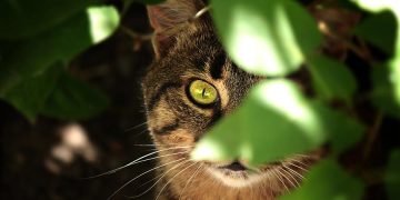 Katze im Gebüsch