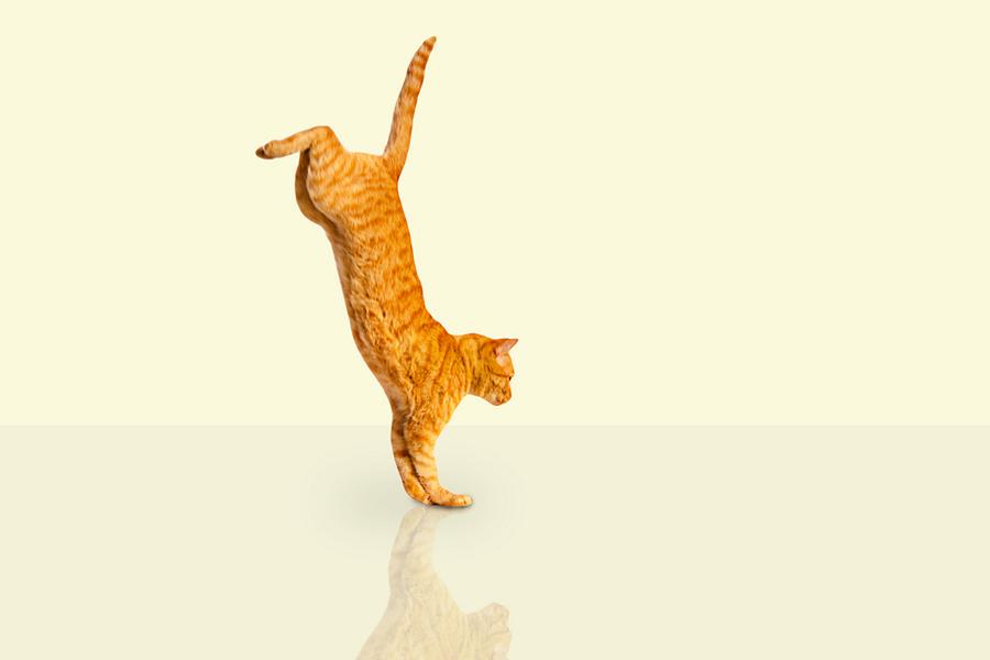 Katze landet nach Sprung aus großer Höhe