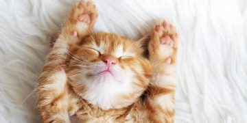 Kitten streckt auf dem Bett alle Viere von sich