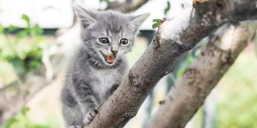 Kleines Kätzchen auf einem Ast im Baum