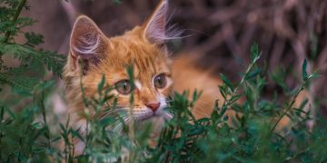 Rote Katze mit grünen Augen im Gras
