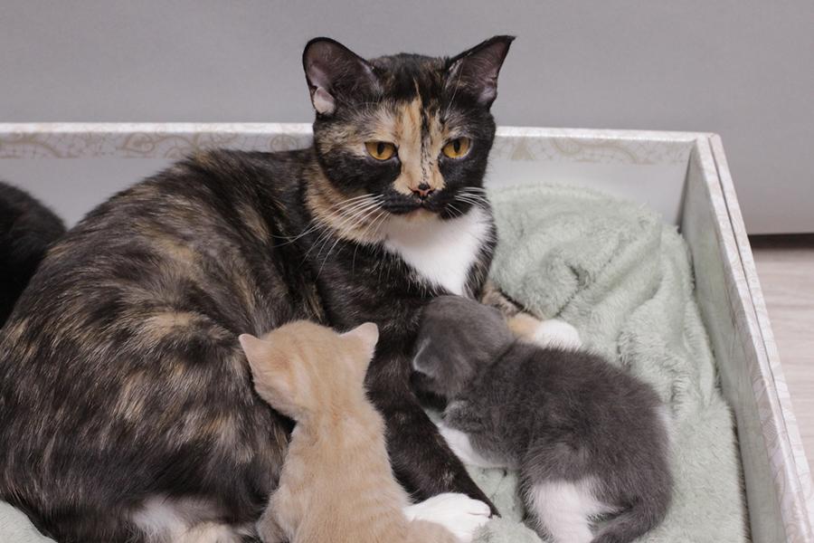 Katzenmama säugt ihre Kitten