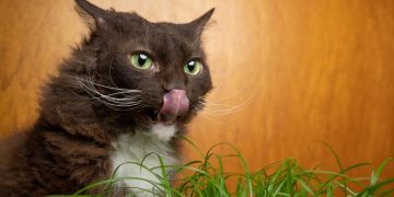 LaPerm Katze leckt ihre eigene Nase