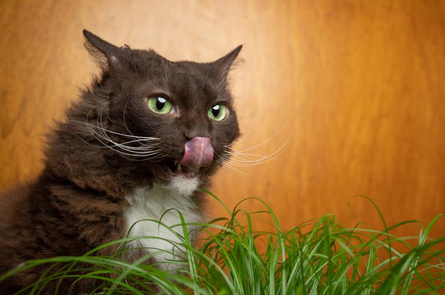 LaPerm Katze leckt ihre eigene Nase